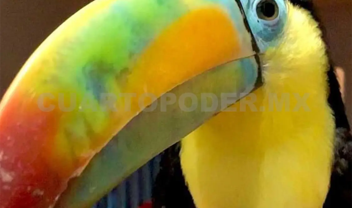 Los expertos recomiendan no comprar animales silvestres. Cortesía