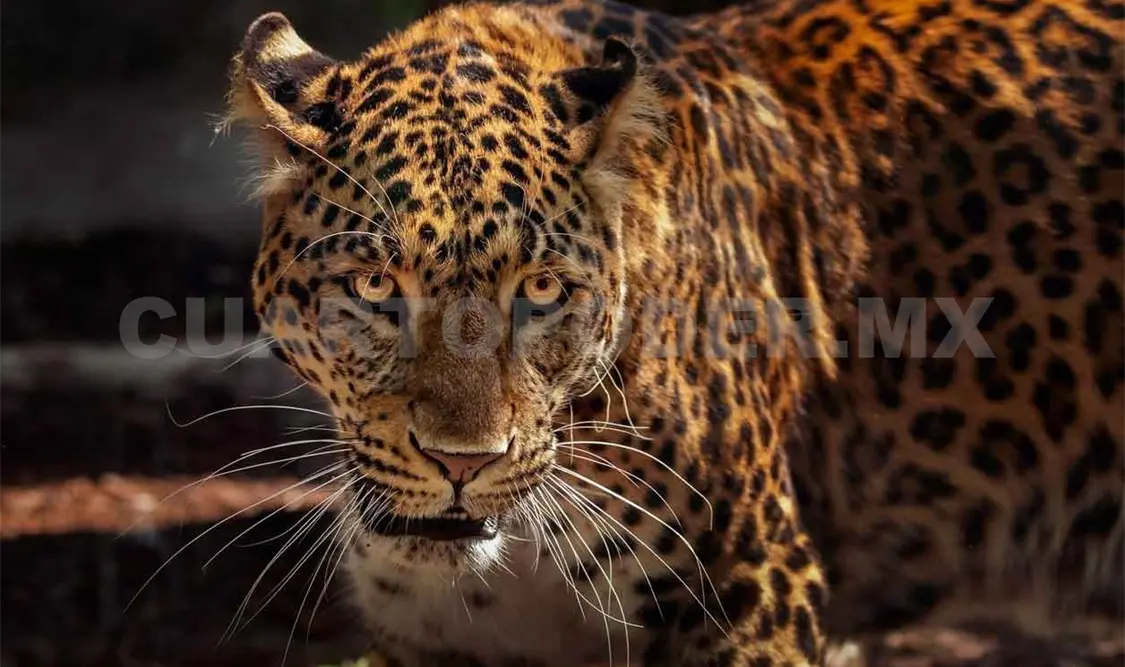 Matar un felino puede costar hasta 12 años de cárcel