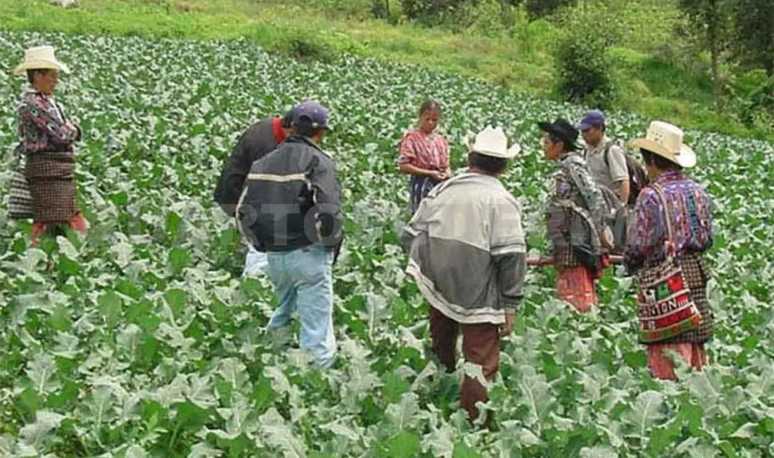 Chiapas sin apoyo de fertilizantes