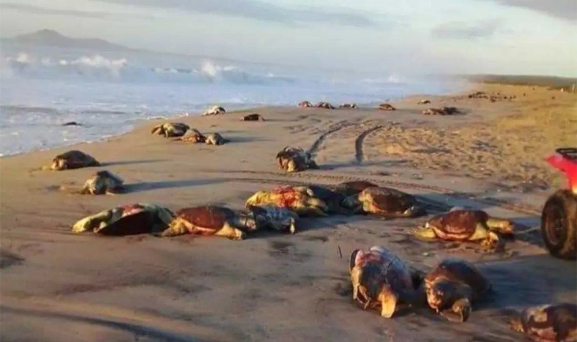 Pesca ilegal causa muerte de 300 tortugas marinas
