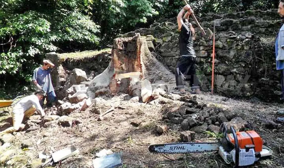Las raíces del árbol afectaron la estructura y debido a esto tuvo que ser removido. Cortesía