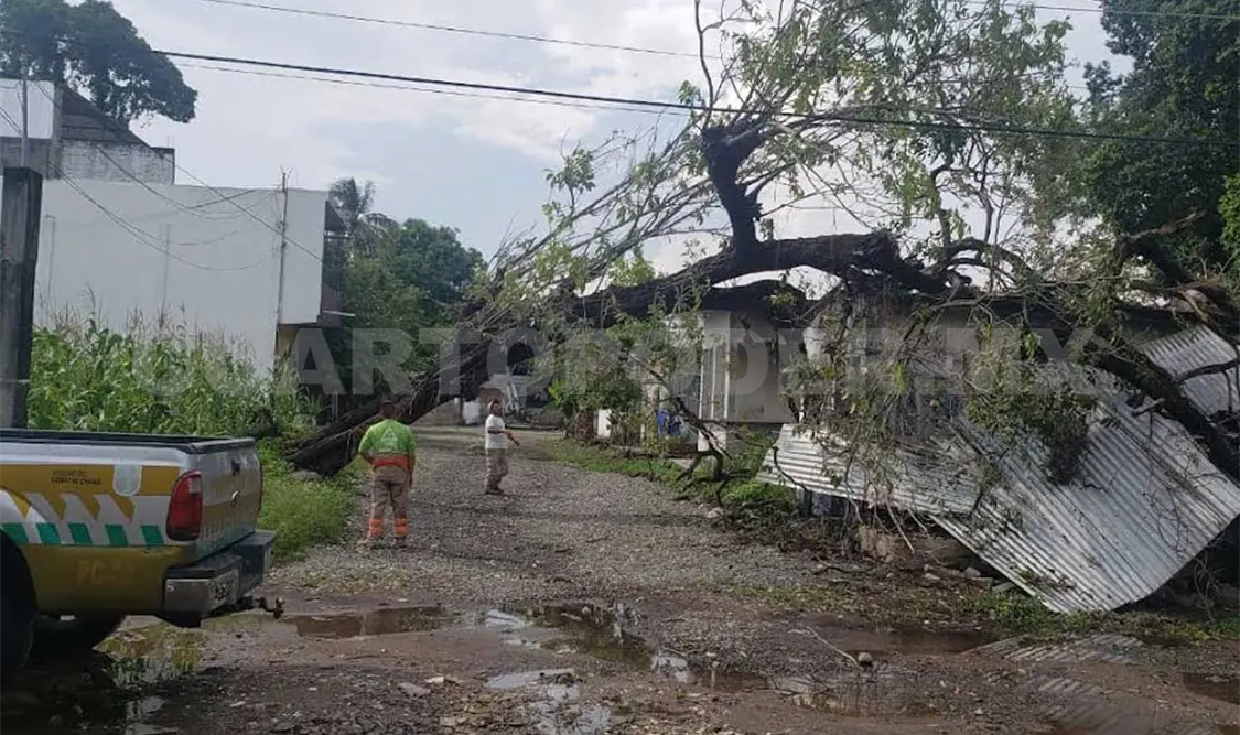 Un árbol de aproximadamente 10 metros de altura cayó y terminó aplastando un domicilio en la colonia Bosques Las Palomas. Víctor Sánchez / CP