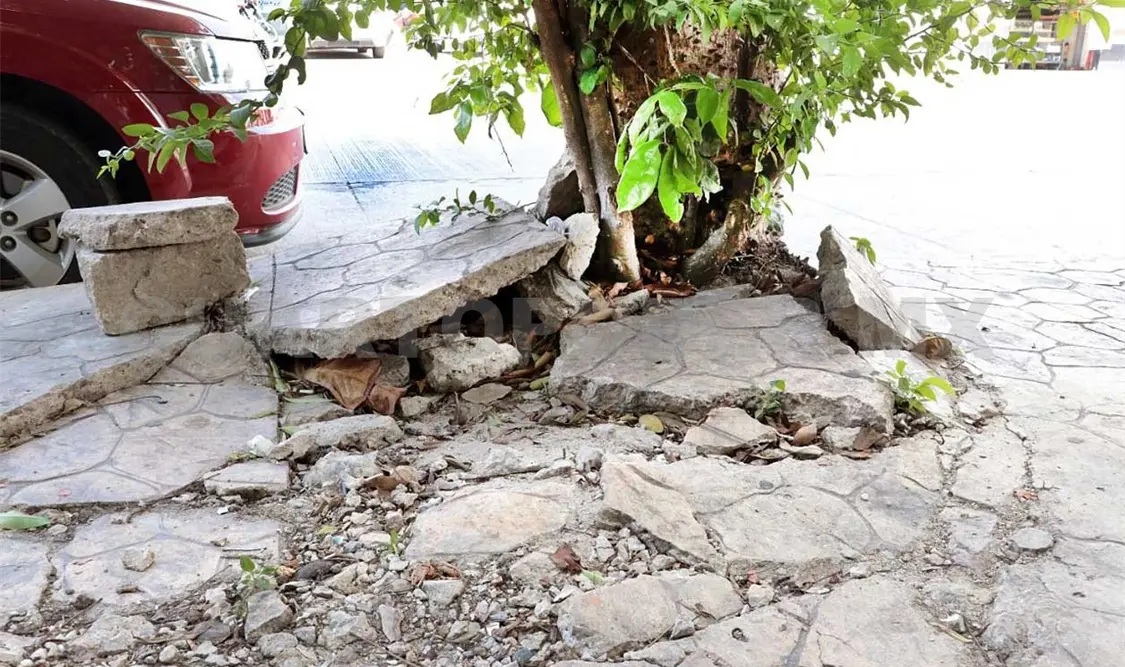 Retirarán árbol de ceiba para prevenir riesgos