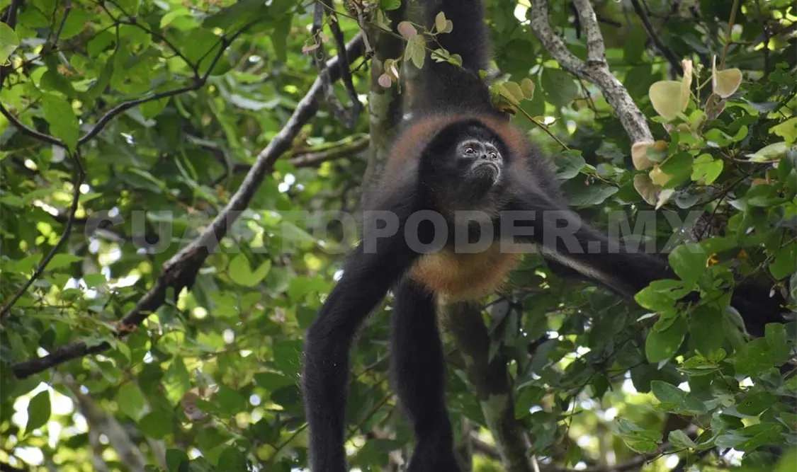 Loros y primates, en peligro por saqueo ilegal