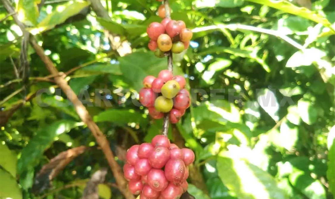Productores de café acusan ser defraudados por una agrupación