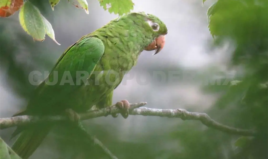 Despintan cabezas de loros; los venden como especie exótica