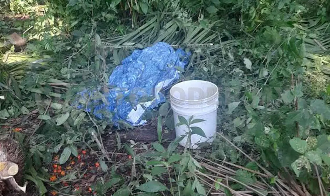 Racimo de palma africana cae en su cabeza y lo mata