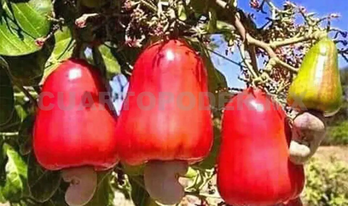 Productores de marañón piden apoyo al cultivo