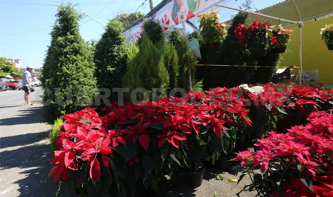 Nochebuenas tapizan el parque 5 de Mayo