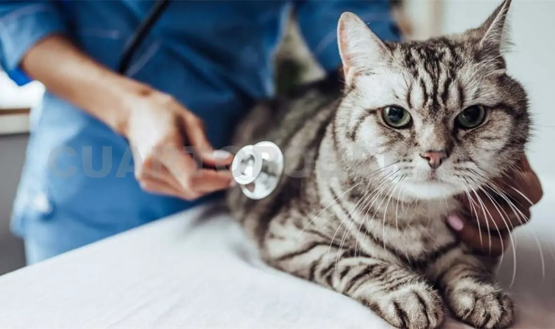 Gatos callejeros: un riesgo sanitario