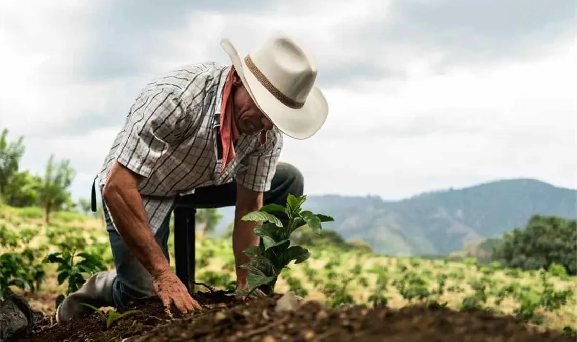 Casi la mitad de las parcelas que integran Sembrando Vida están ubicadas en terrenos catalogados como selva. Cortesía