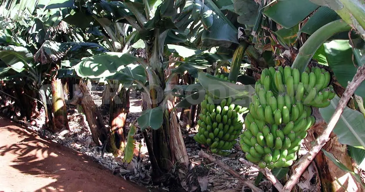 Pandemia e inflación afecta a plataneros