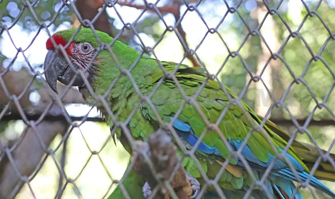 Guacamayas verdes, extirpadas de su territorio