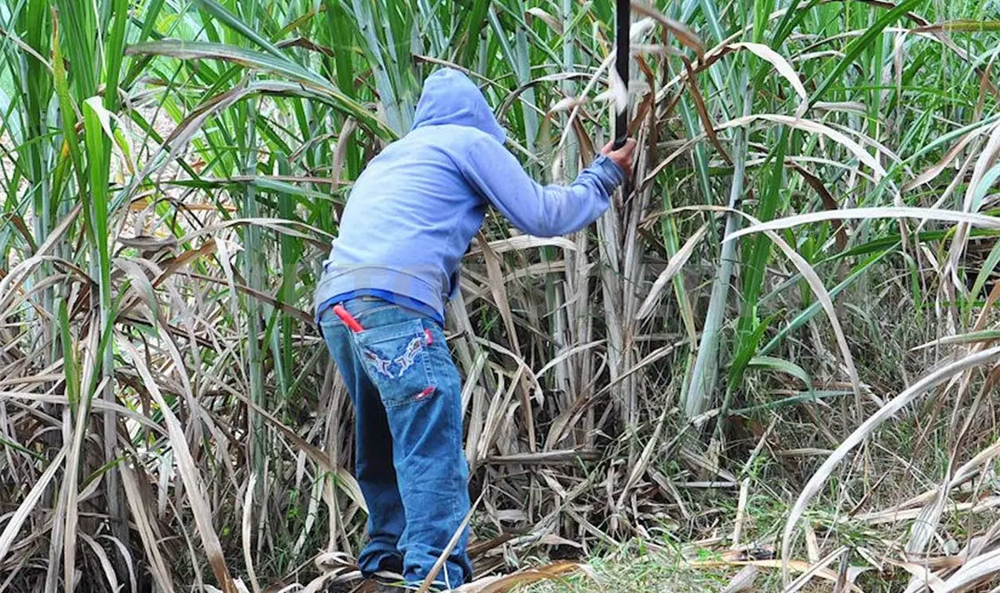 La agricultura, consideró el experto, es la principal vía para combatir y revertir el cambio climático. Cortesía