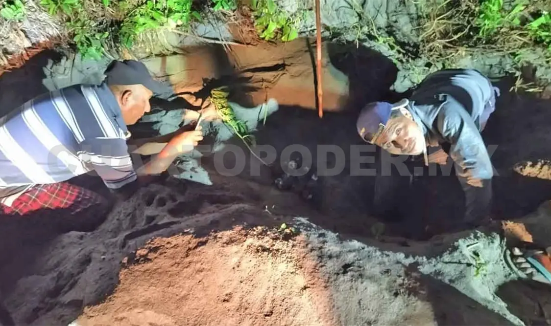 Continua protección a tortugas