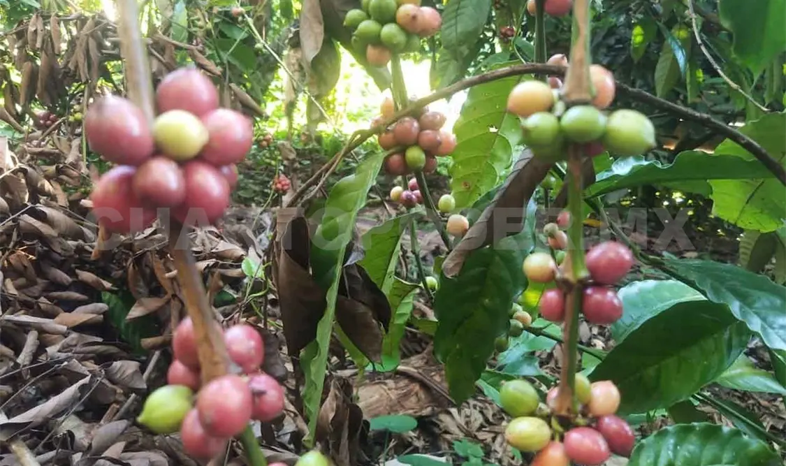 Coyotaje y bajos precios afectan a los productores