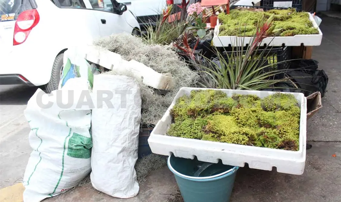 Musgo tarda hasta 40 años en regenerarse