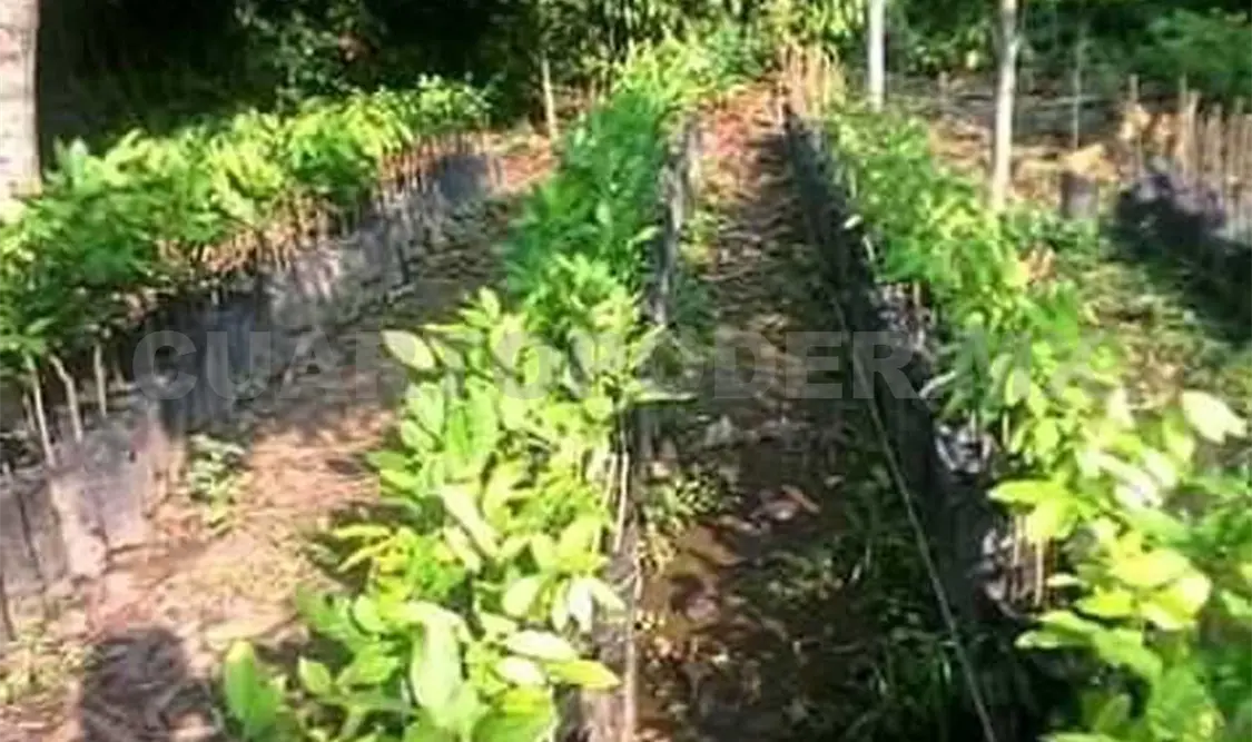 Promueven cultivos de árboles frutales