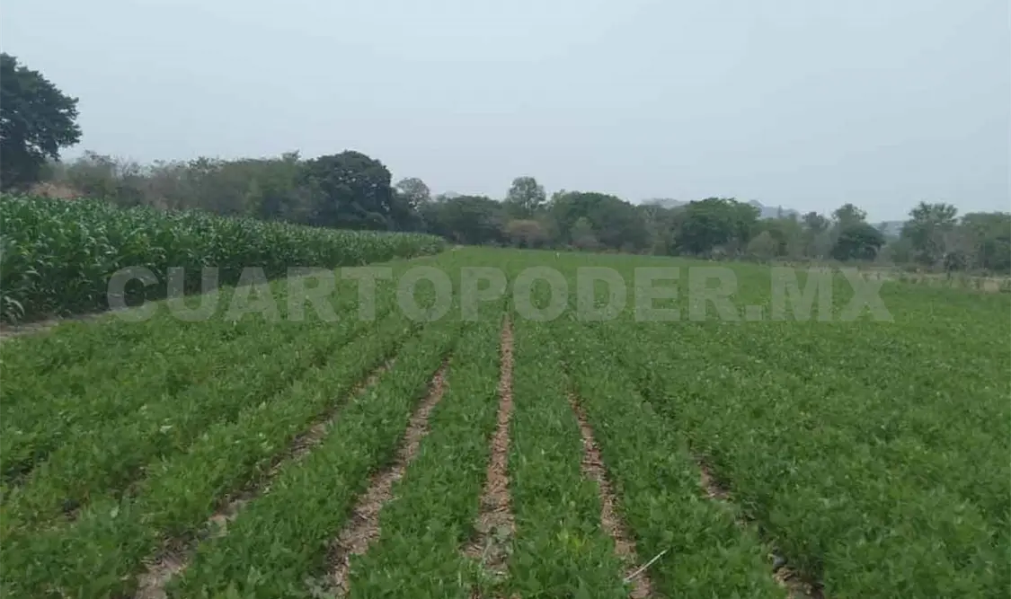 Chiapas entre los principales productores de frijol: SIAP