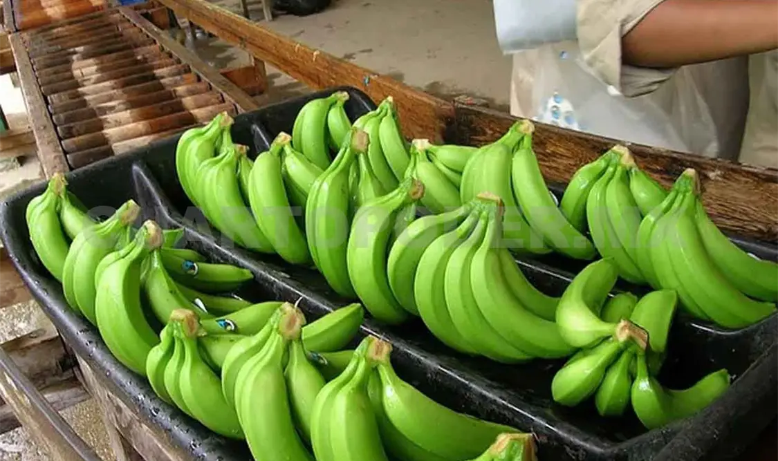 La inflación golpea fuerte a plataneros