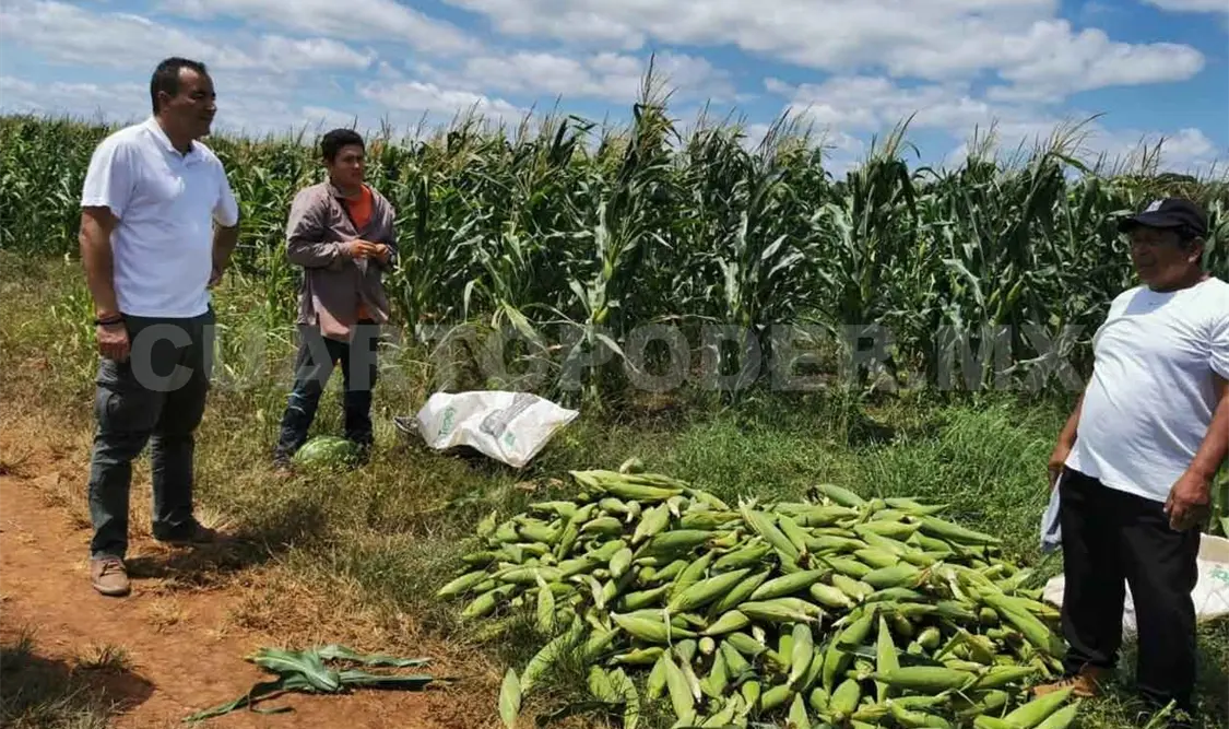 Diversificación de cultivos aumenta productividad