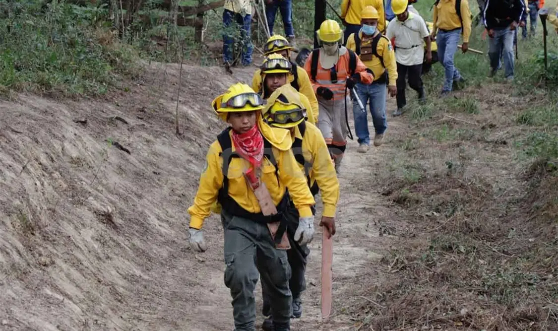 Quema controlada, clave para mejoramiento forestal