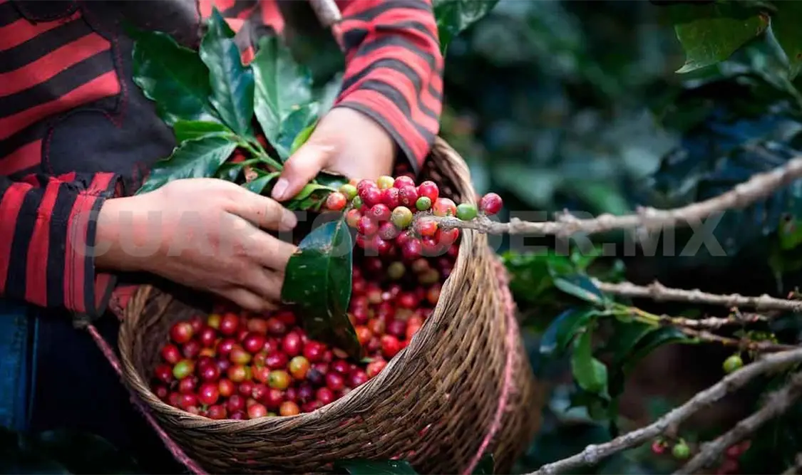 Buscan fortalecer exportación de café