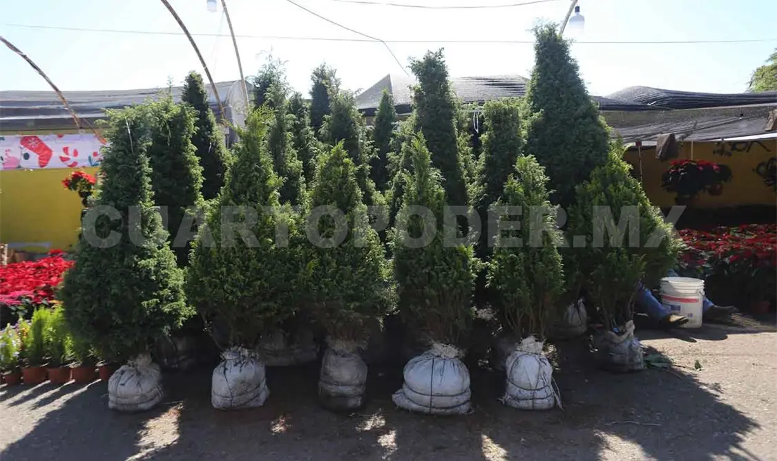 Natural o artificial, el gusto por los árboles de navidad