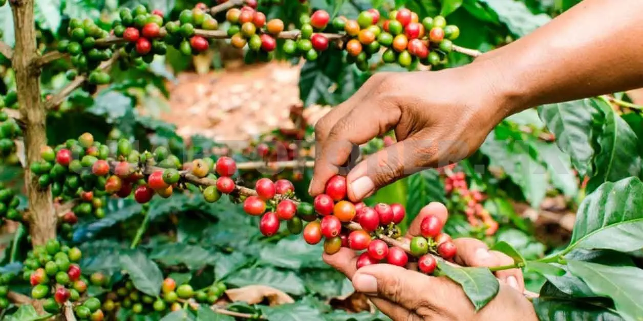 Chiapas a la cabeza en producción de café cereza