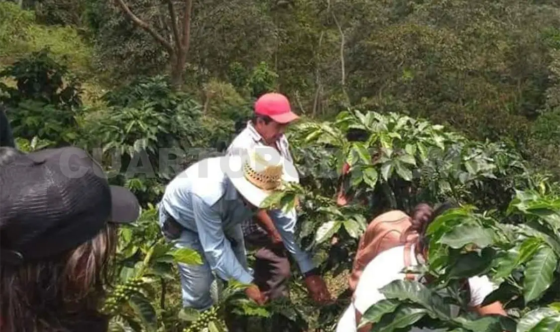 Invierten 4 mil 800 mdp en Sembrando Vida