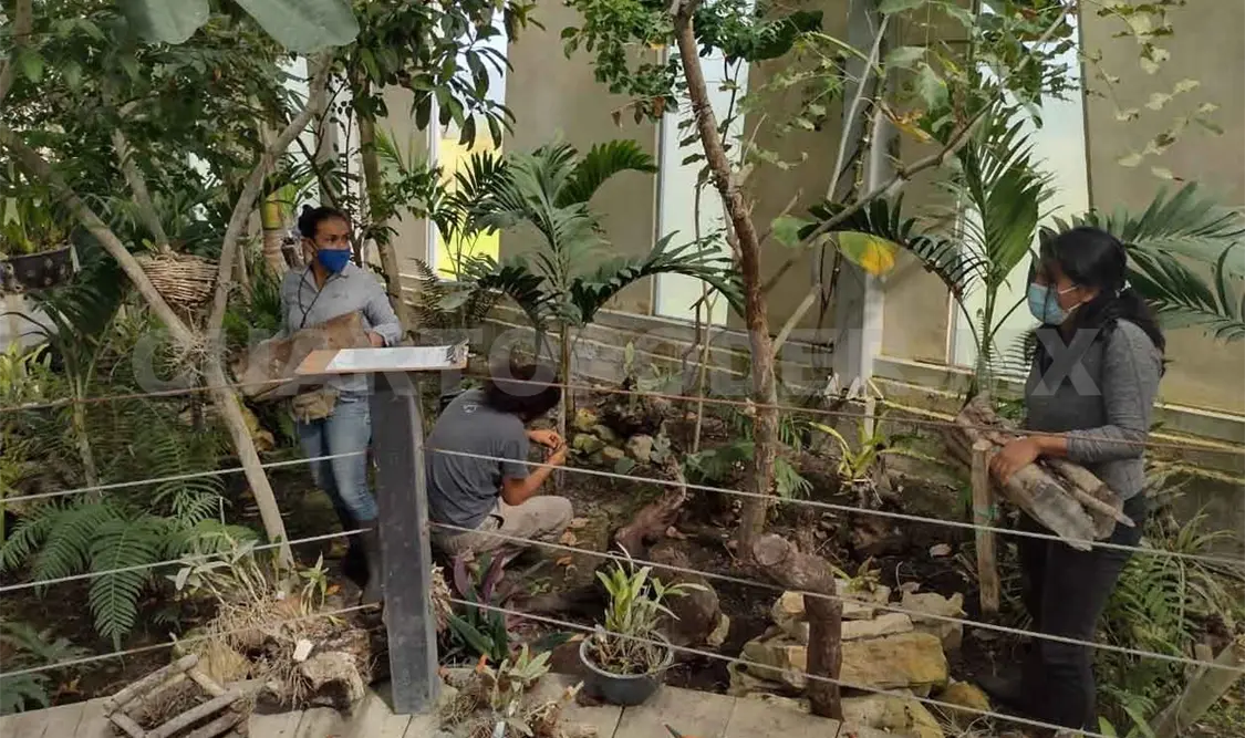 Más de mil orquídeas bajo resguardo de Semahn