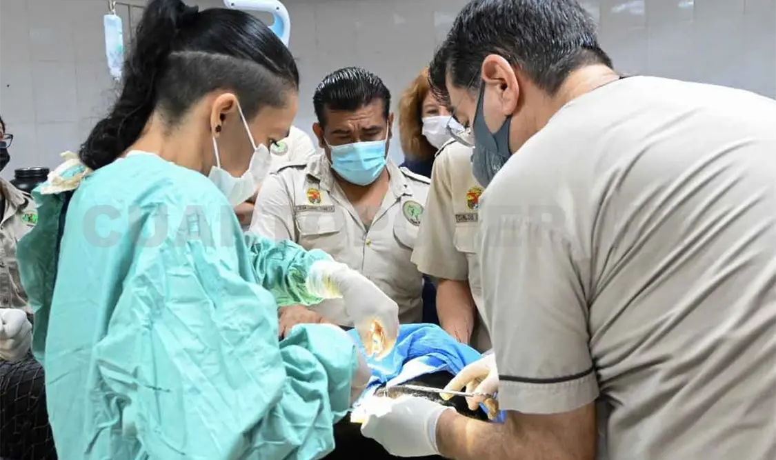 Operaron a “Yojk”, el jaguar negro del ZooMAT