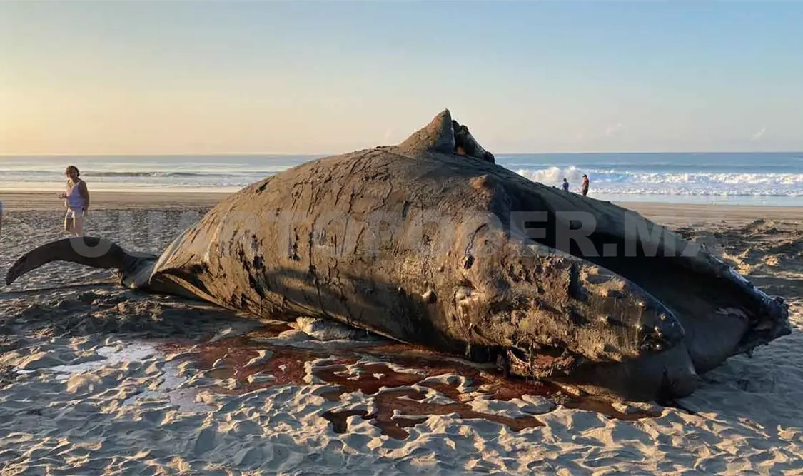 Dos años consecutivos con varamientos de ballenas