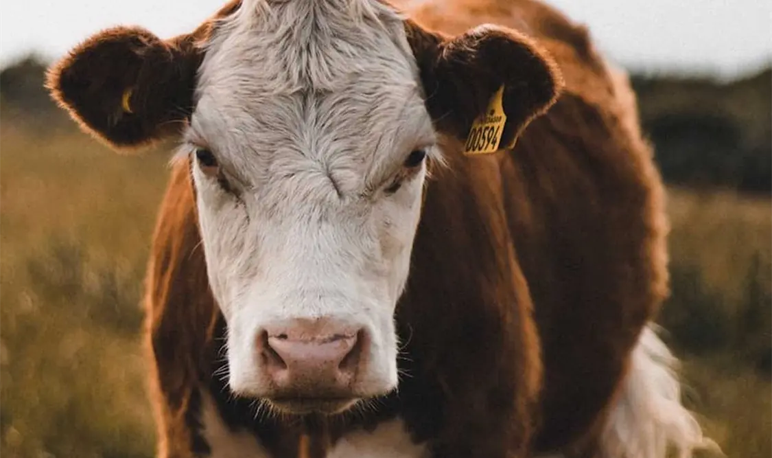 Varios países cambiaron códigos civiles y penales donde se les reconoce el estatus de vivientes sintientes a los animales. Cortesía