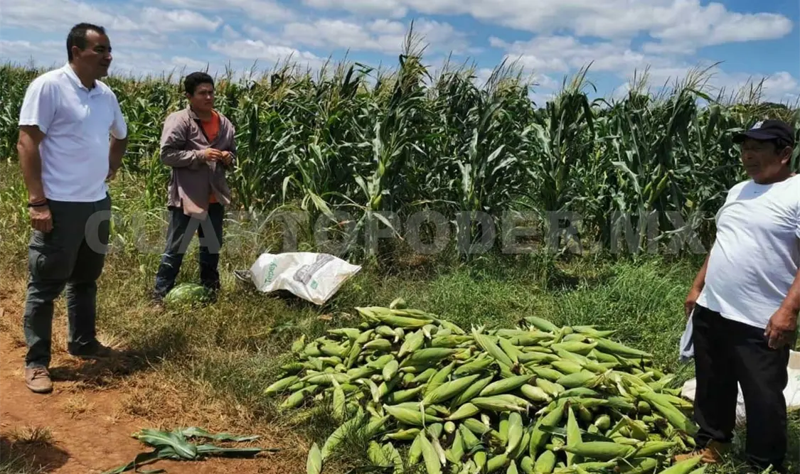 En el ciclo otoño-invierno 2020/2021 se sembraron 77 mil 700 hectáreas, lo cual significa 4.4 % menos respecto del ciclo anterior. Cortesía