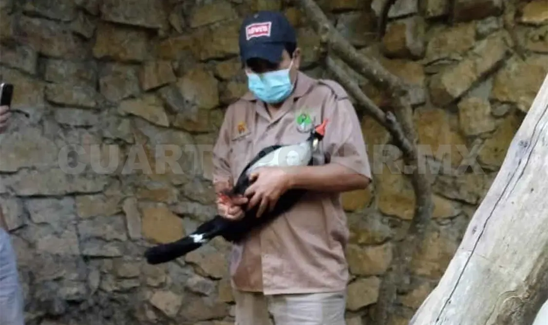 Logran integrar a pareja de pavones
