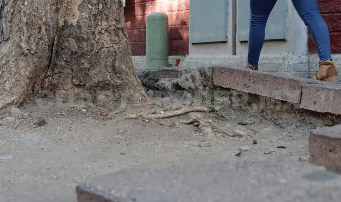 Los daños más frecuentes generados por los árboles, fue por el levantamiento de banquetas. Diego Pérez / CP
