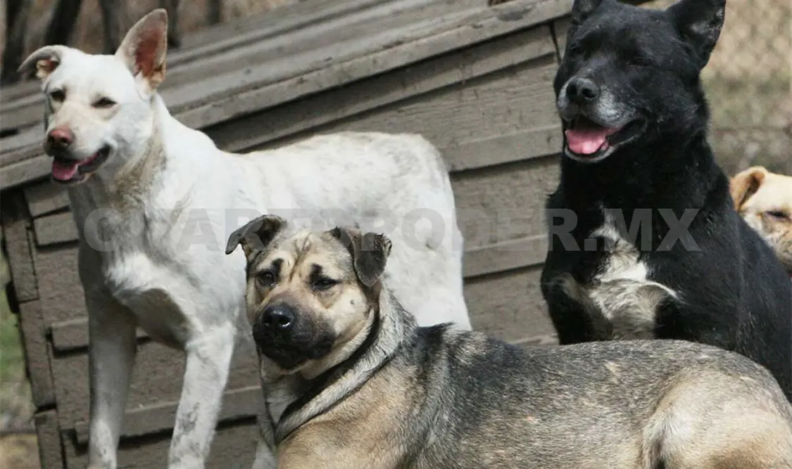 Las campañas de vacunación antirrábica y esterilización se realizan en las diferentes colonias de la ciudad. Diego Pérez / CP