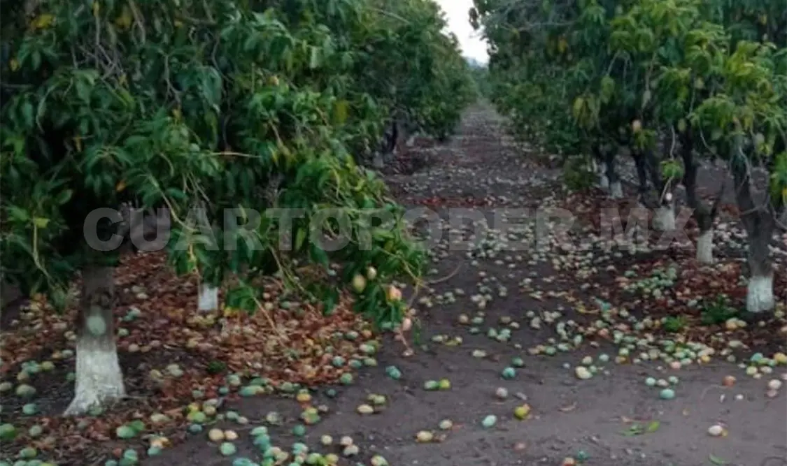 Los intensos vientos generados durante la madrugada de este sábado provocaron pérdidas cuantiosas en cultivos de mango. Noel Vázquez / CP