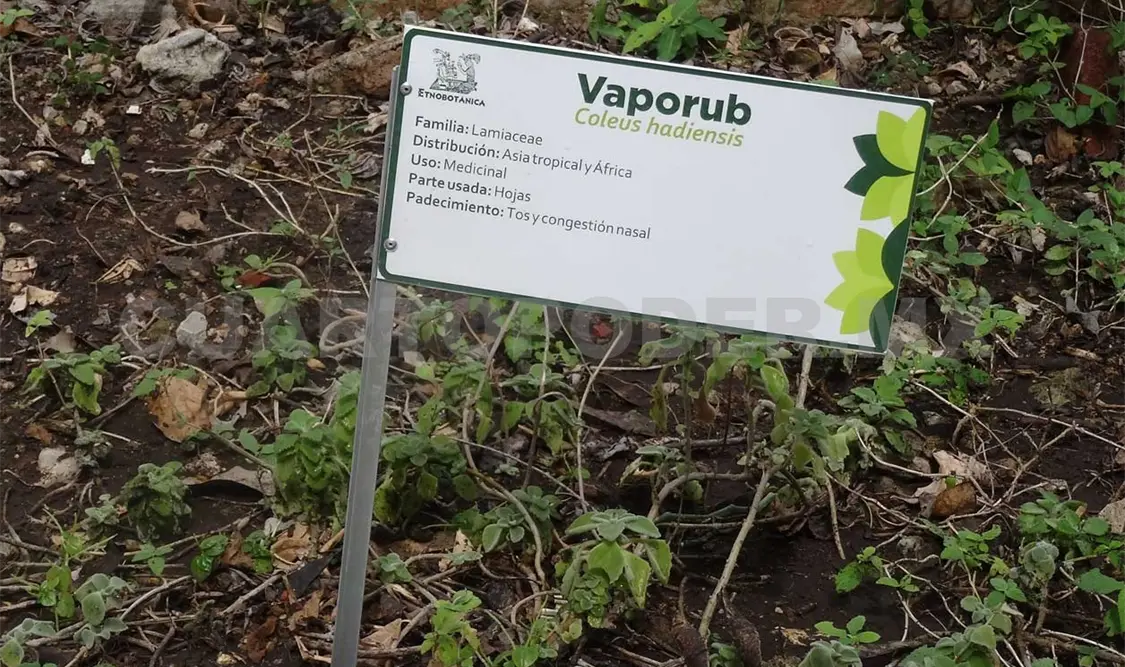 Las plantas de vaporub son de uso popular para tratar la congestión nasal y la tos. Diego Pérez / CP