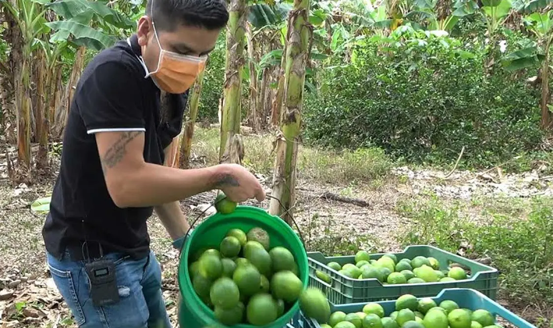 Los precios al consumidor que reporta la Profeco muchas veces son menores que lo visto en tianguis. Cortesía