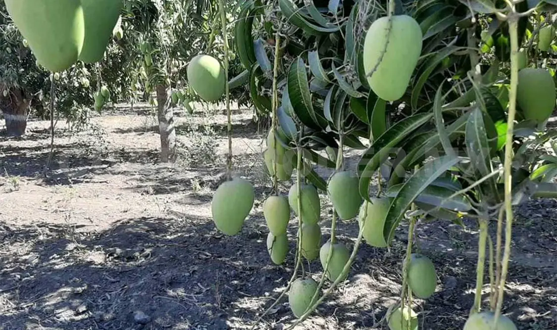 Tonalá es uno de los principales municipios productores de mango. Noel Vázquez / CP