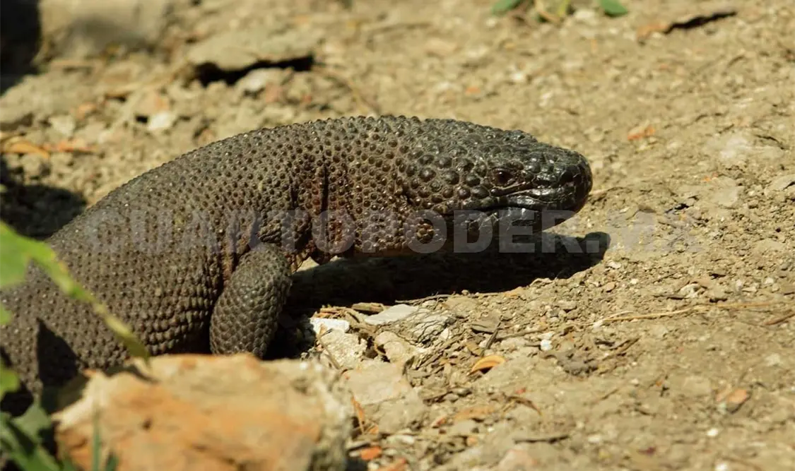 Especie de lagarto peligra por el cambio climático