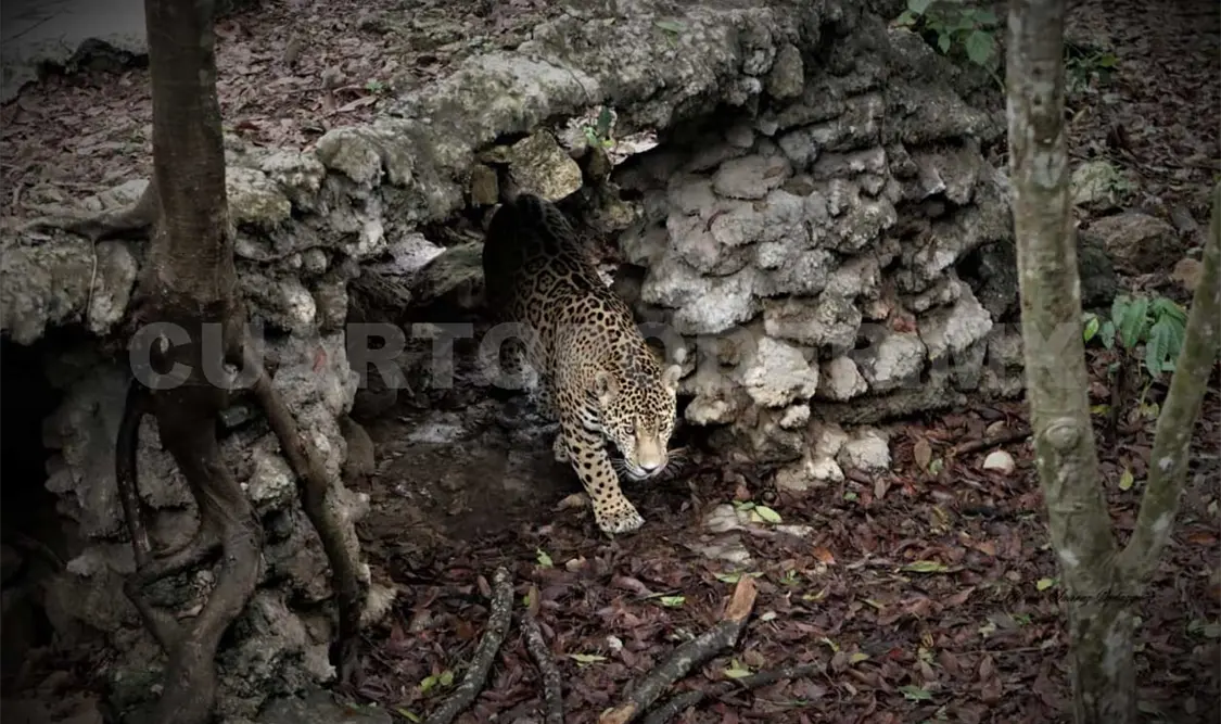 Respetar la fauna, primordial para su conservación