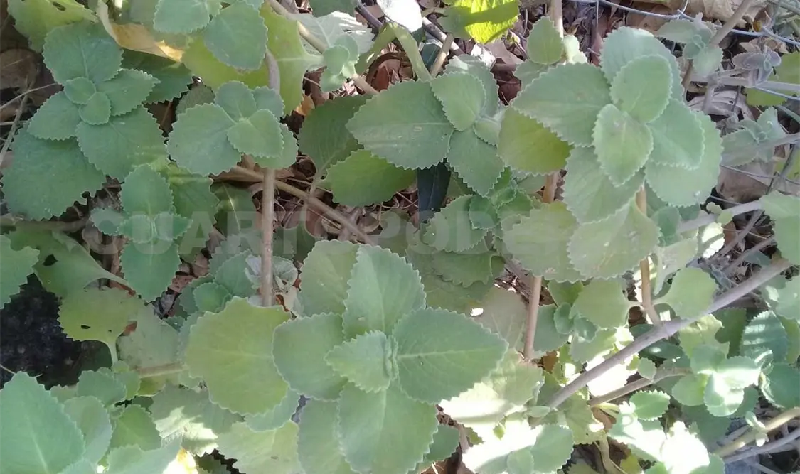 Plantas, grandes aliadas del sistema respiratorio