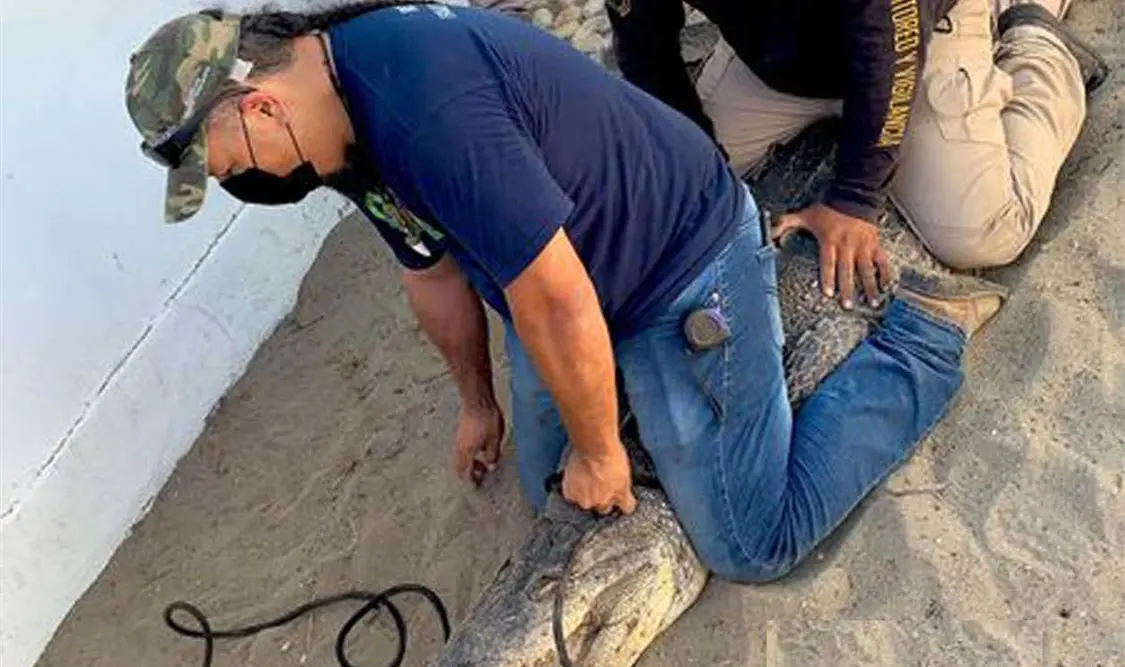 Reubican a dos cocodrilos en la costa