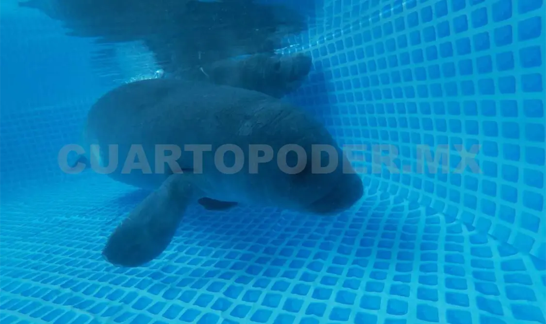 Rehabilitan con éxito crías de manatí rescatadas
