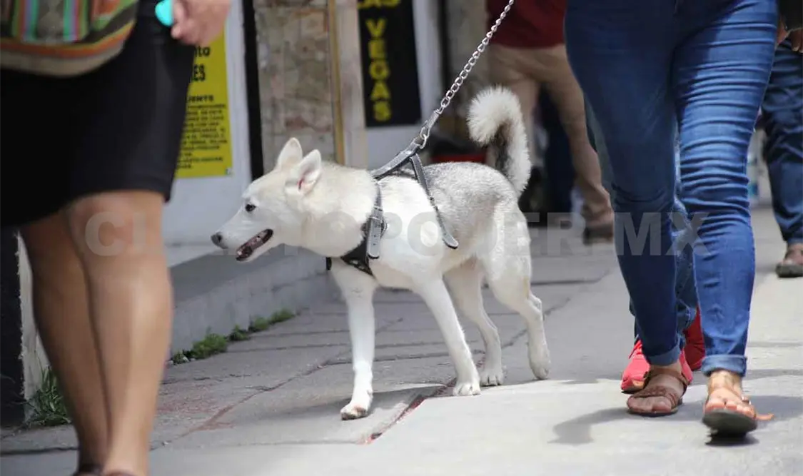 Alistan Ley de Bienestar Animal