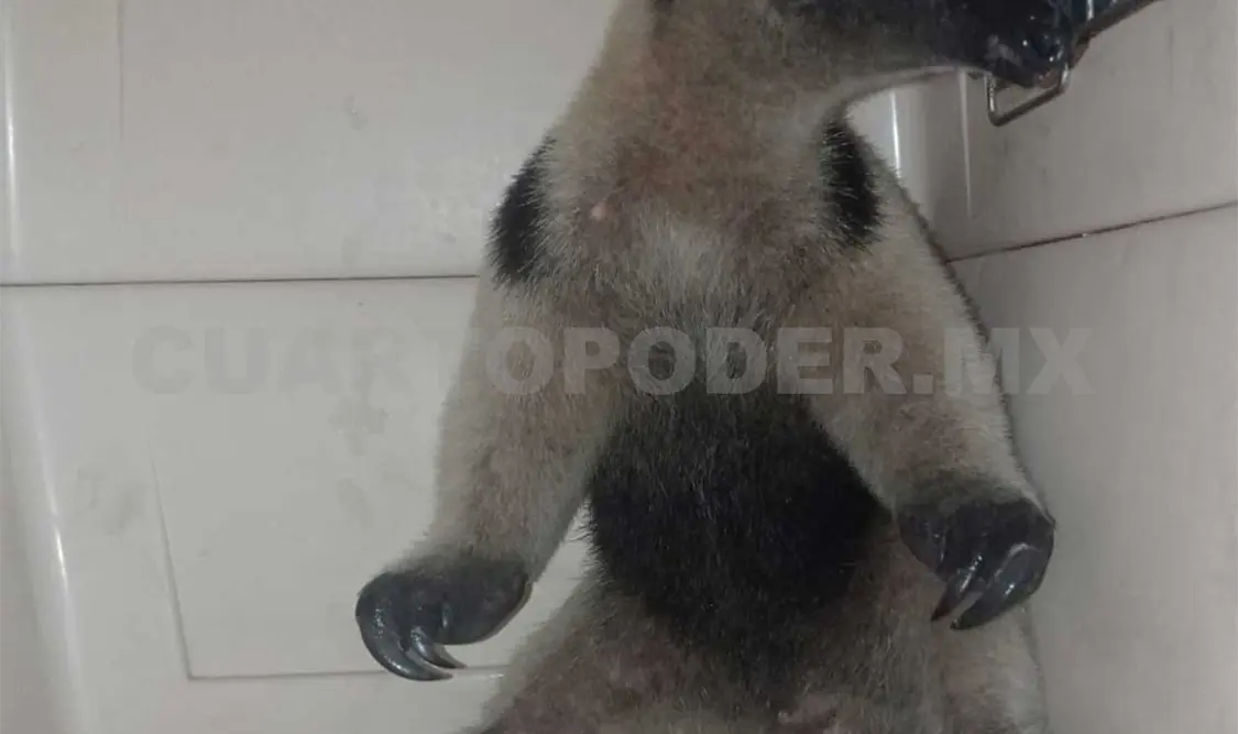 Oso hormiguero de vuelta a su hábitat