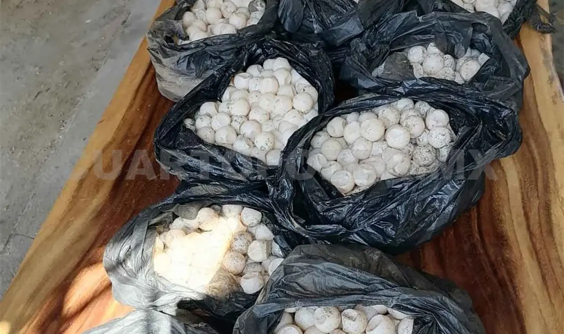 Aseguran más de tres mil huevos de tortuga